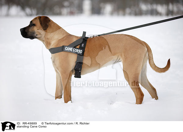 stehender Cane Corso / standing Cane Corso / RR-49889