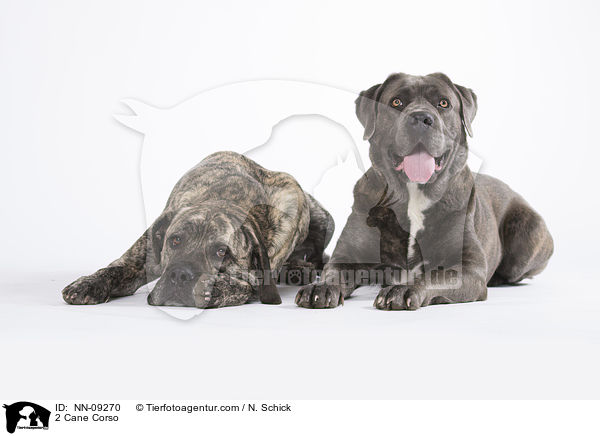 2 Cane Corso / 2 Cane Corso / NN-09270