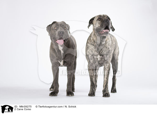 2 Cane Corso / 2 Cane Corso / NN-09275