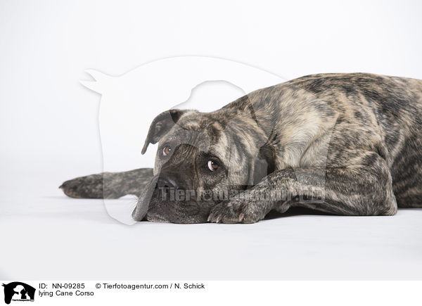 liegender Cane Corso / lying Cane Corso / NN-09285