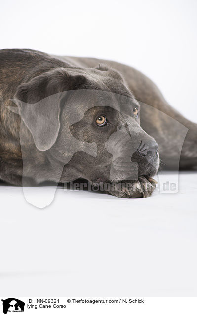 liegender Cane Corso / lying Cane Corso / NN-09321