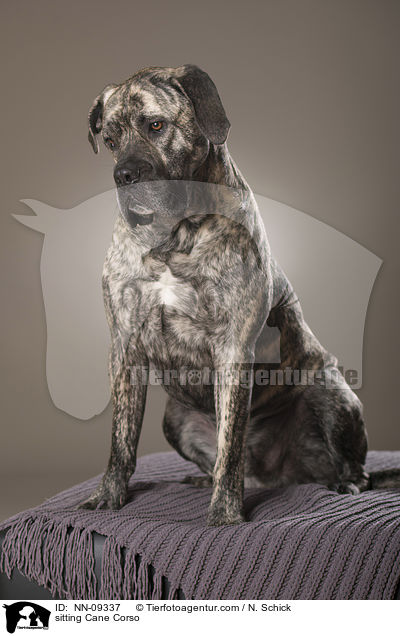 sitzender Cane Corso / sitting Cane Corso / NN-09337