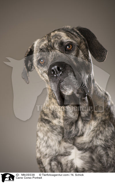 Cane Corso Portrait / Cane Corso Portrait / NN-09338