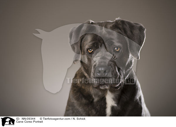 Cane Corso Portrait / Cane Corso Portrait / NN-09344