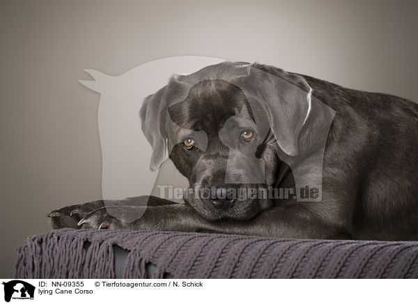 liegender Cane Corso / lying Cane Corso / NN-09355