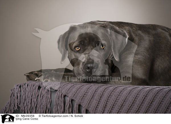 liegender Cane Corso / lying Cane Corso / NN-09358