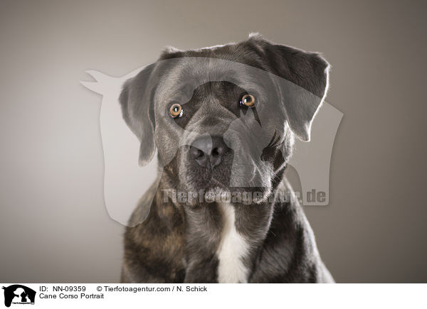 Cane Corso Portrait / Cane Corso Portrait / NN-09359