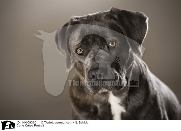 Cane Corso Portrait / Cane Corso Portrait / NN-09360