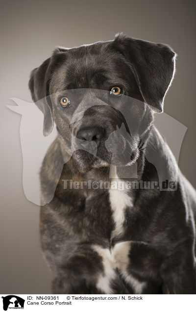 Cane Corso Portrait / Cane Corso Portrait / NN-09361