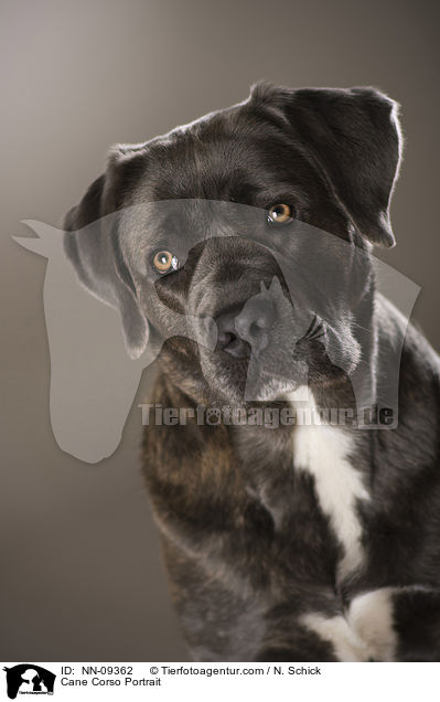 Cane Corso Portrait / Cane Corso Portrait / NN-09362