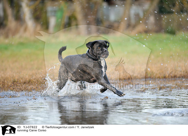 rennender Cane Corso / running Cane Corso / YJ-07822