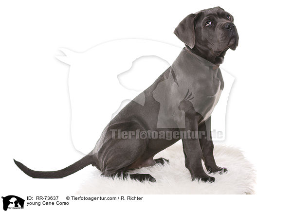 junger Cane Corso / young Cane Corso / RR-73637