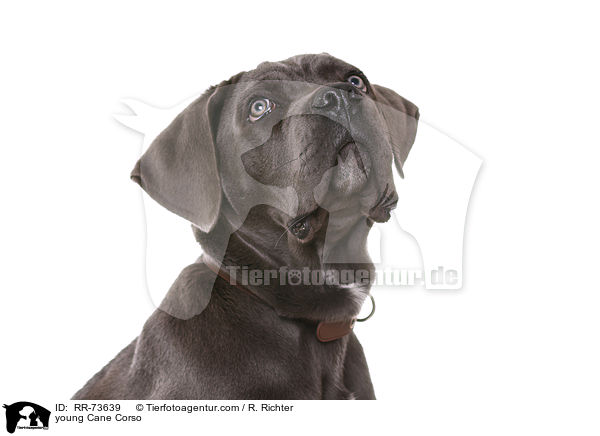 junger Cane Corso / young Cane Corso / RR-73639