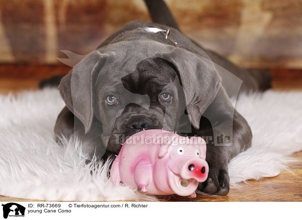 junger Cane Corso / young Cane Corso / RR-73669