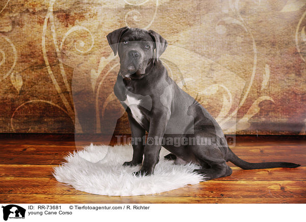 junger Cane Corso / young Cane Corso / RR-73681