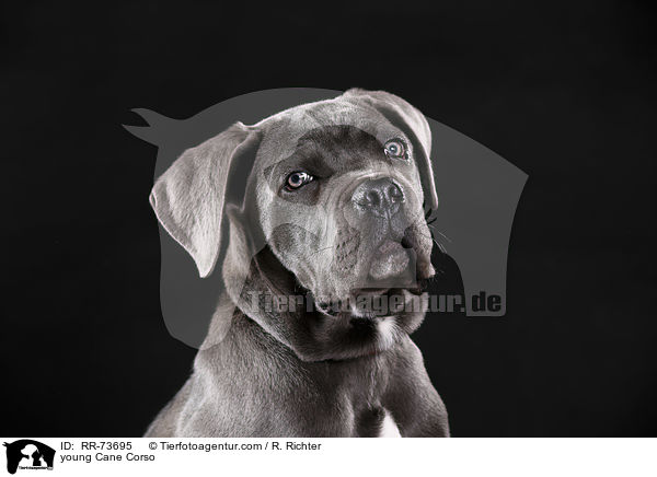 junger Cane Corso / young Cane Corso / RR-73695