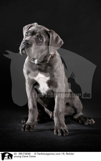 junger Cane Corso / young Cane Corso / RR-73699