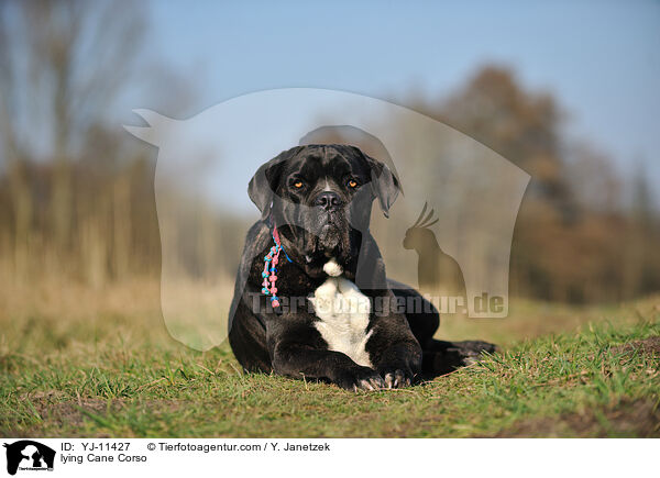 liegender Cane Corso / lying Cane Corso / YJ-11427