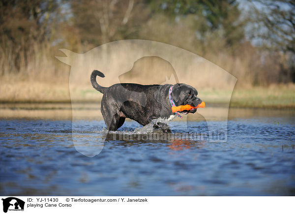 spielender Cane Corso / playing Cane Corso / YJ-11430