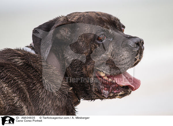 Cane Corso Portrait / Cane Corso Portrait / AM-04835