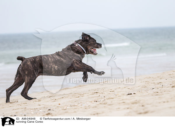 rennender Cane Corso / running Cane Corso / AM-04846