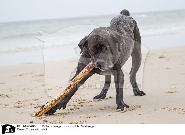 Cane Corso mit Stock / Cane Corso with stick / AM-04858