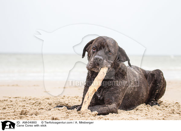 Cane Corso mit Stock / Cane Corso with stick / AM-04860