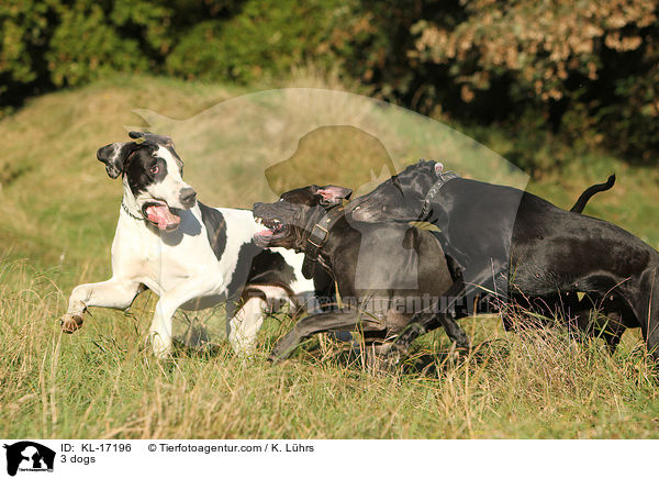 3 Hunde / 3 dogs / KL-17196