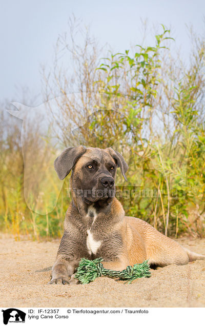 liegender Cane Corso / lying Cane Corso / IF-12357