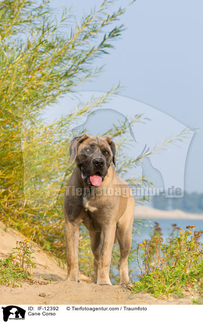 Cane Corso / Cane Corso / IF-12392