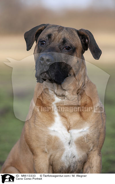 Cane Corso Portrait / Cane Corso Portrait / MW-13333