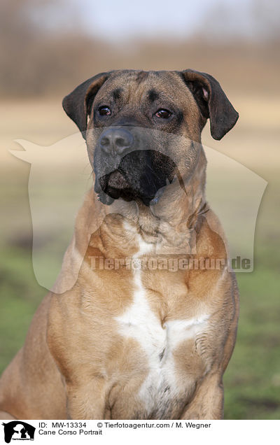 Cane Corso Portrait / Cane Corso Portrait / MW-13334