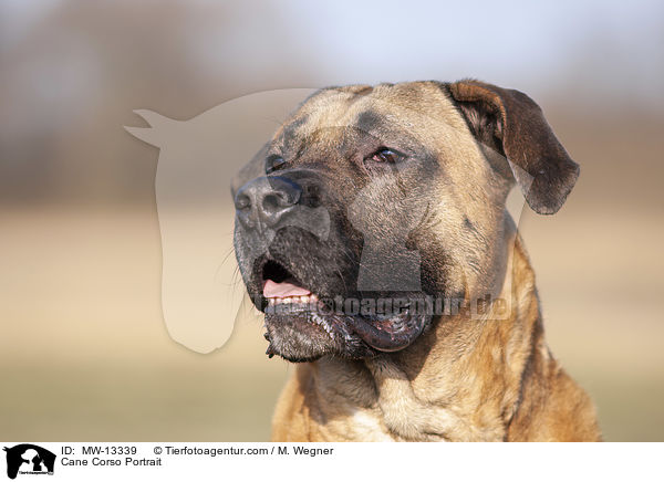 Cane Corso Portrait / Cane Corso Portrait / MW-13339