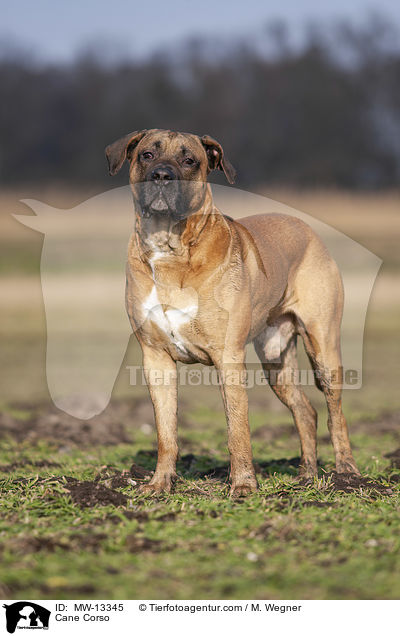 Cane Corso / Cane Corso / MW-13345