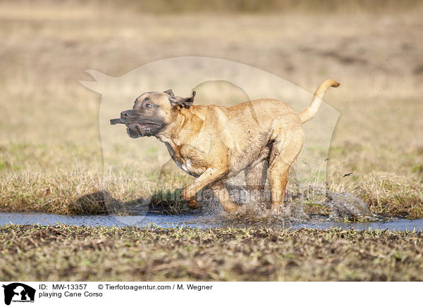 spielender Cane Corso / playing Cane Corso / MW-13357