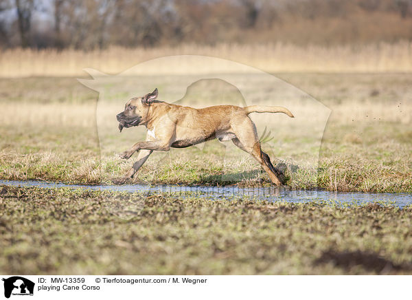 spielender Cane Corso / playing Cane Corso / MW-13359