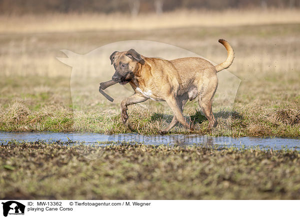 spielender Cane Corso / playing Cane Corso / MW-13362