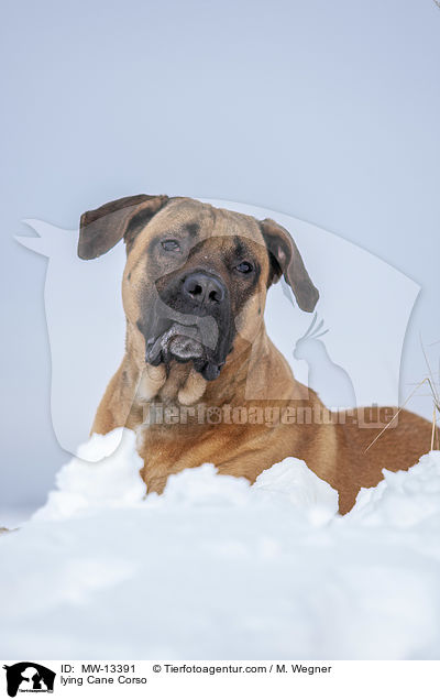 liegender Cane Corso / lying Cane Corso / MW-13391