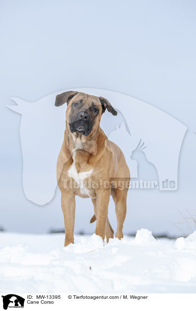 Cane Corso / Cane Corso / MW-13395