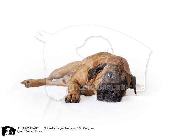 liegender Cane Corso / lying Cane Corso / MW-13401