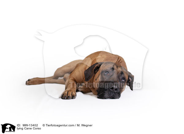 liegender Cane Corso / lying Cane Corso / MW-13402