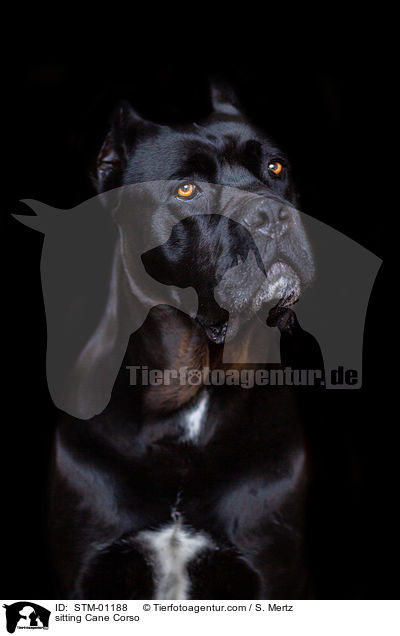 sitzender Cane Corso / sitting Cane Corso / STM-01188