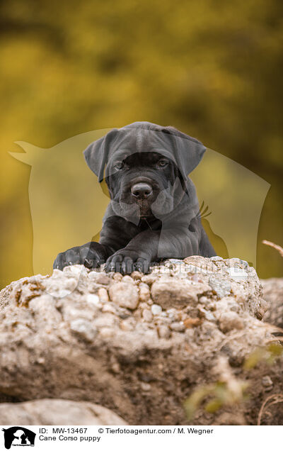 Cane Corso Welpe / Cane Corso puppy / MW-13467