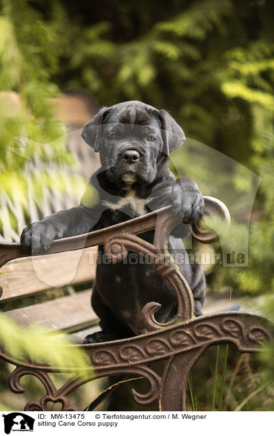sitting Cane Corso puppy / MW-13475