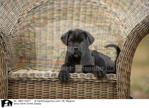 lying Cane Corso puppy / MW-13477