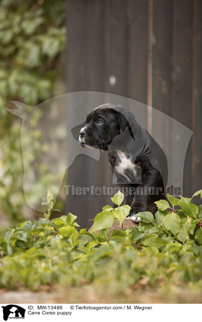 Cane Corso puppy / MW-13486