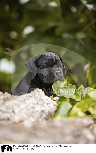 Cane Corso puppy / MW-13492