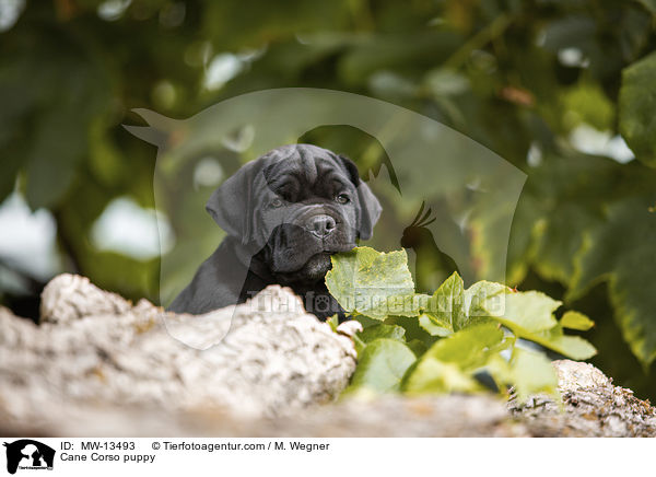 Cane Corso puppy / MW-13493