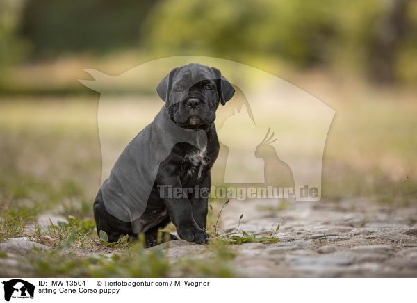 sitzender Cane Corso Welpe / sitting Cane Corso puppy / MW-13504