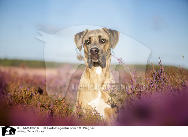 sitzender Cane Corso / sitting Cane Corso / MW-13516